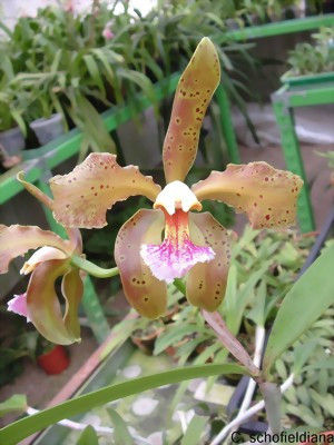 Cattleya schoefieldiana