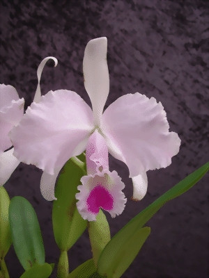 Cattleya trianae