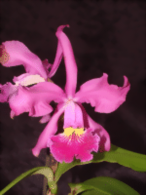 Cattleya xWhitei