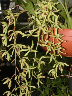 Coelogyne Green Dragon 'Chelsea'