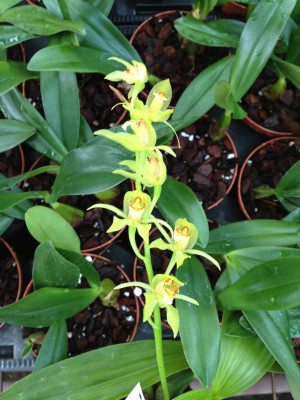 Coelogyne chloroptera