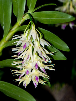 Dendrobium amethystoglossum