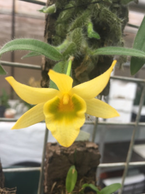 Dendrobium senile