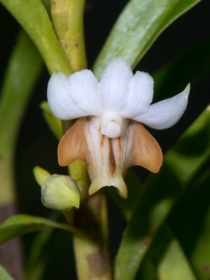 Dendrobium ellipsophyllum