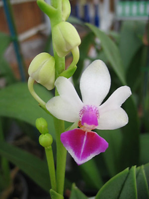 Doritaenopsis Anna-Larati Soekadi 'Rainbow'