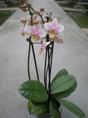 Phalaenopsis Philadelphia (2-3 Rispen)