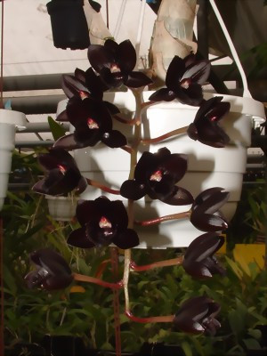 Fredclarkeara After Dark 'SVO Black Pearl' FCC/AOS (Jgpfl.)