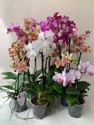 Phalaenopsis-Schnäppchen (10 Phalaenopsis mit 2 Rispen)