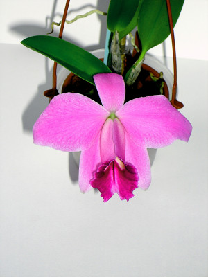 Laelia pumila