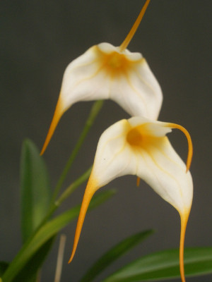 Masdevallia Mary Staal