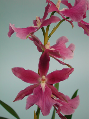 Miltonia spectabilis Hybride