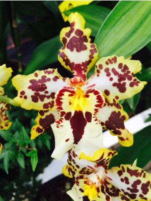 Odontocidium Tiger Crow x Odm. Hans Koch