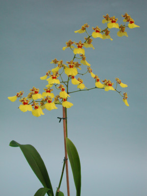 Oncidium Sweet Sugar (Jgpfl.)