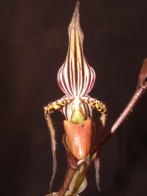 Paphiopedilum intaniae 'Storm'