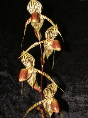 Paphiopedilum David Ott (Jgpfl.)