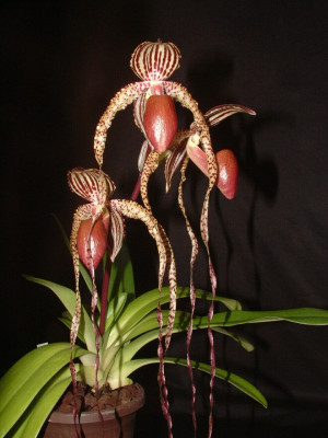 Paphiopedilum Shin-Yi Cinderella