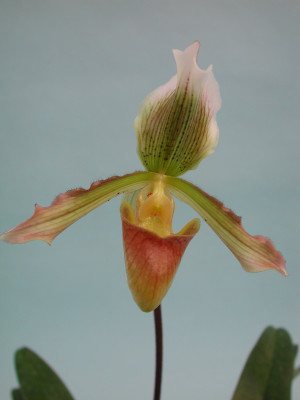 Paphiopedilum Calypso 'Flamingo'