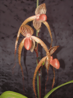 Paphiopedilum sanderianum x Lady Isabel