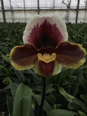 Paph. Lancer x P. (Blagrose x Winston Churchill 'Redoutable')