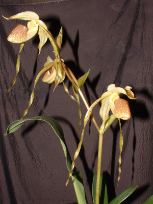 Paphiopedilum platiphyllum