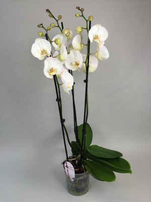 Phalaenopsis Solitär 'White' (3-4 Rispen)