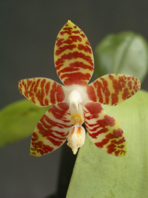 Phalaenopsis amboinensis (Jgpfl.)