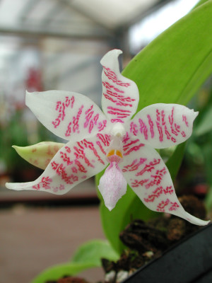 Phalaenopsis hieroglyphica (Jgpf.)