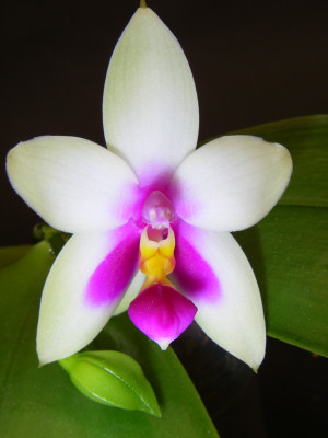 Phalaenopsis violacea 'Borneo'