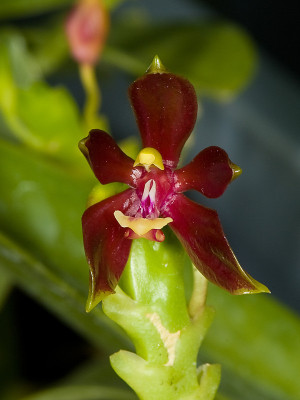 Phalaenopsis cornu-cervi 'chataladae' (Jgpfl.)