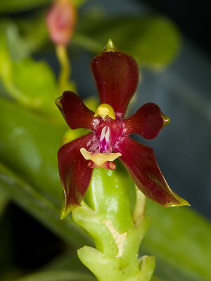 Phalaenopsis cornu-cervi 'chataladae'