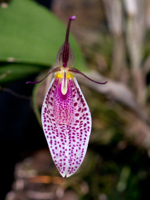 Restrepia chamäleon