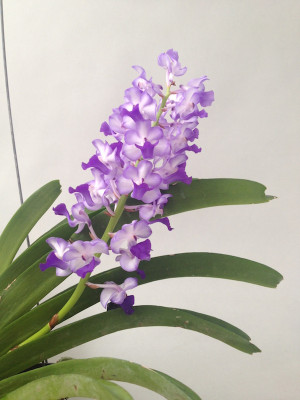 Rhynchostylis coelestis 'Blue'