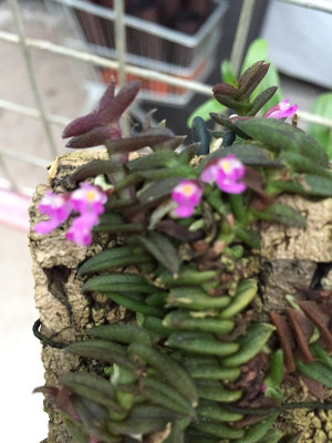 Schoenorchis scolopendria (pygmea)