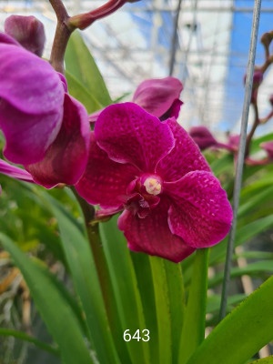 Vanda Blood Ruby (in Knospe Blüte)