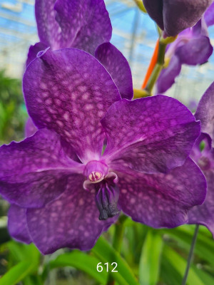 Vanda Blue Angel (in Knospe Blüte)