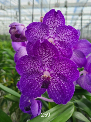 Vanda Blue Diamond