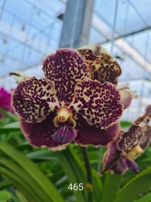 Vanda Chocolate Spotty (in Knospe Blüte)