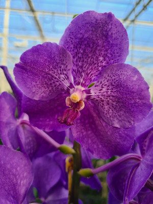 Vanda Dark Grape (in Knospe/Blüte)