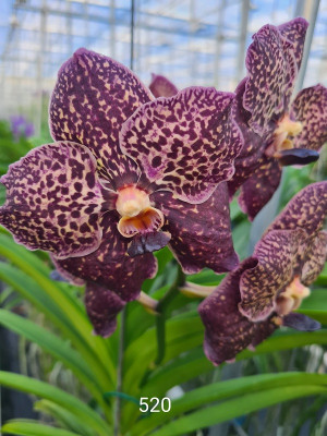 Vanda Dark Moccha Spots (in Knospe Blüte)