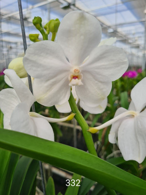 Vanda Diamond White (in Blüte/Knospe)