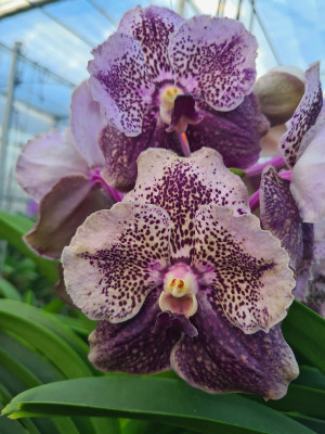 Vanda Divana Antique 'Mauve Plum' (In Knospe/Blüte)