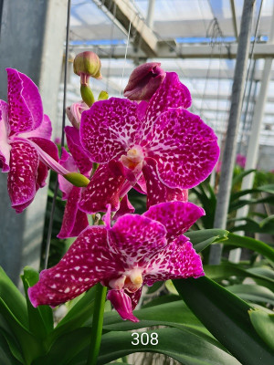 Vanda Fire Brick (in Knospe/Blüte)