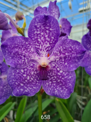 Vanda Lake Michigan (in Blüte/Knospe)