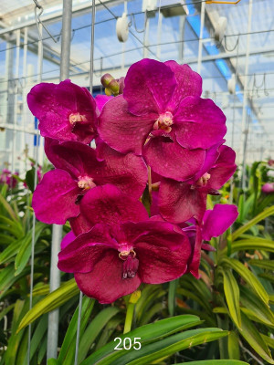 Vanda Pat Delight (in Blüte/Knospe)