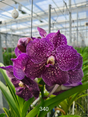 Vanda Purple Happiness (in Knospe Blüte)