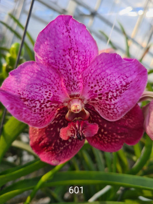 Vanda Two Tone Red (in Knospe Blüte)