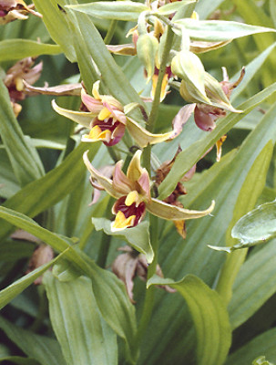 Epipactis gigantea (abgeblüht / pflanzbereit)