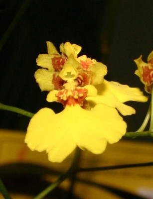 Oncidium flexuosum