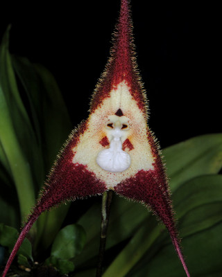 Dracula tubeana