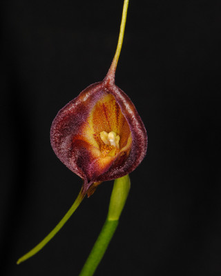 Masdevallia echo
